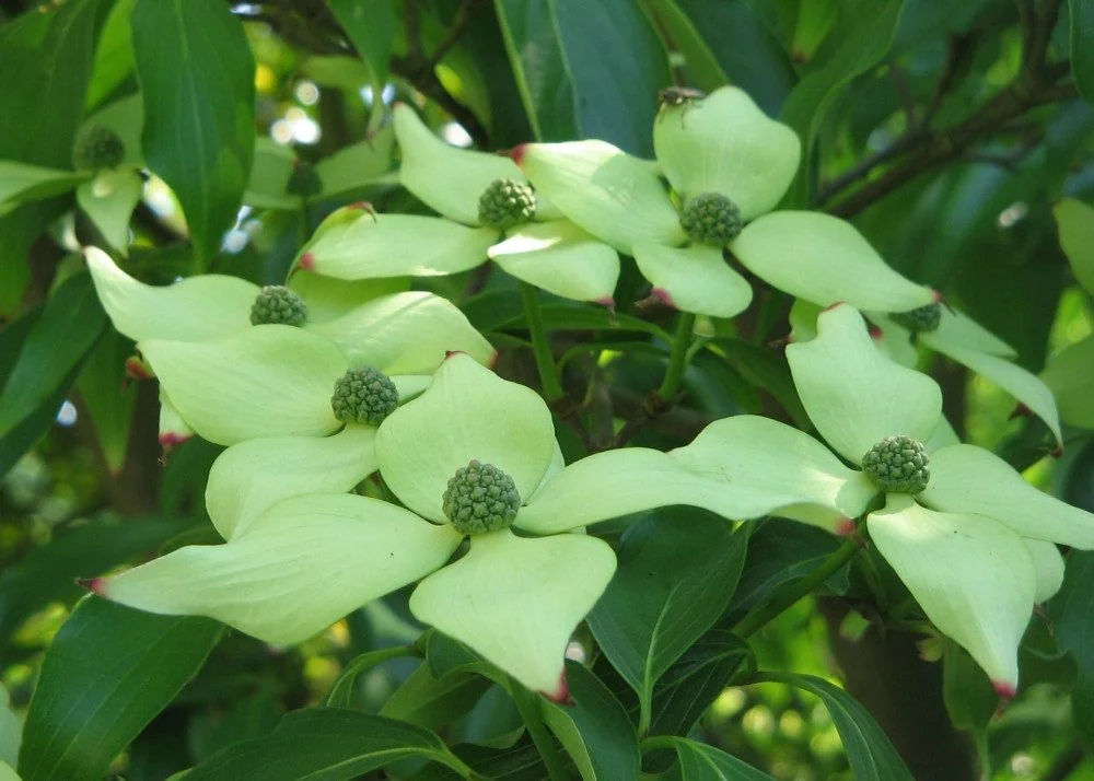 SAFLAX Blumensamen Asiatischer Blütenhartriegel