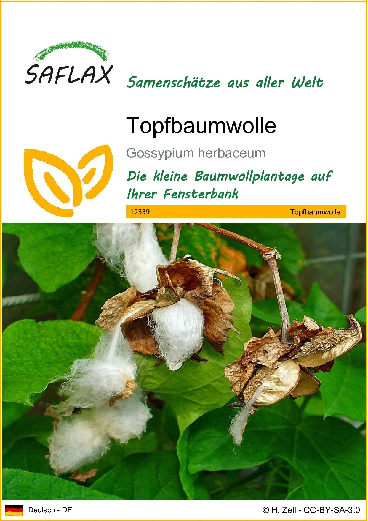 SAFLAX Topfbaumwolle Saatgut Blumensamen