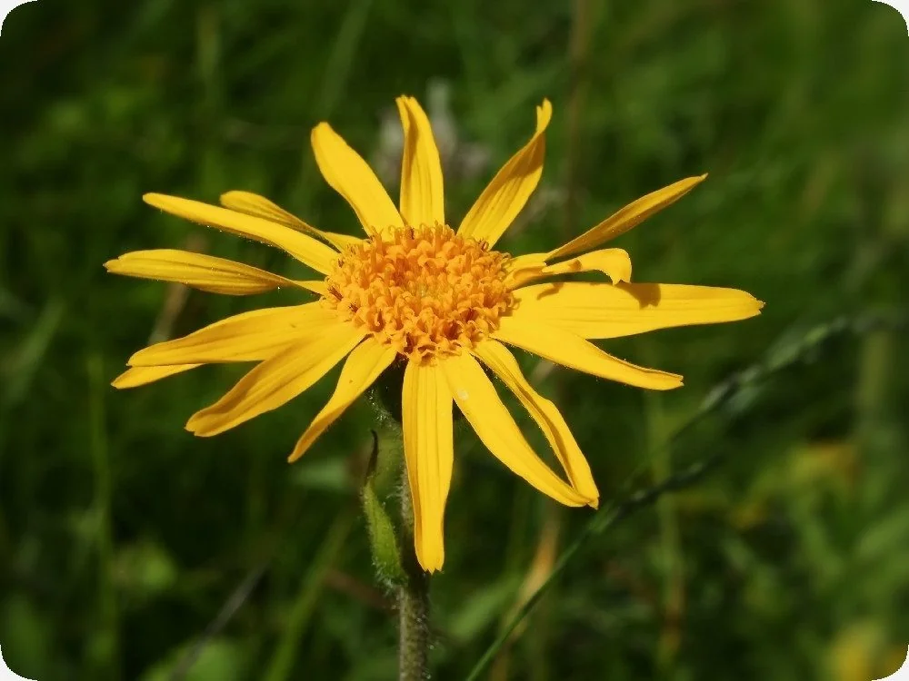 SAFLAX Echte Arnika Samen Arnica montana Blumensamen