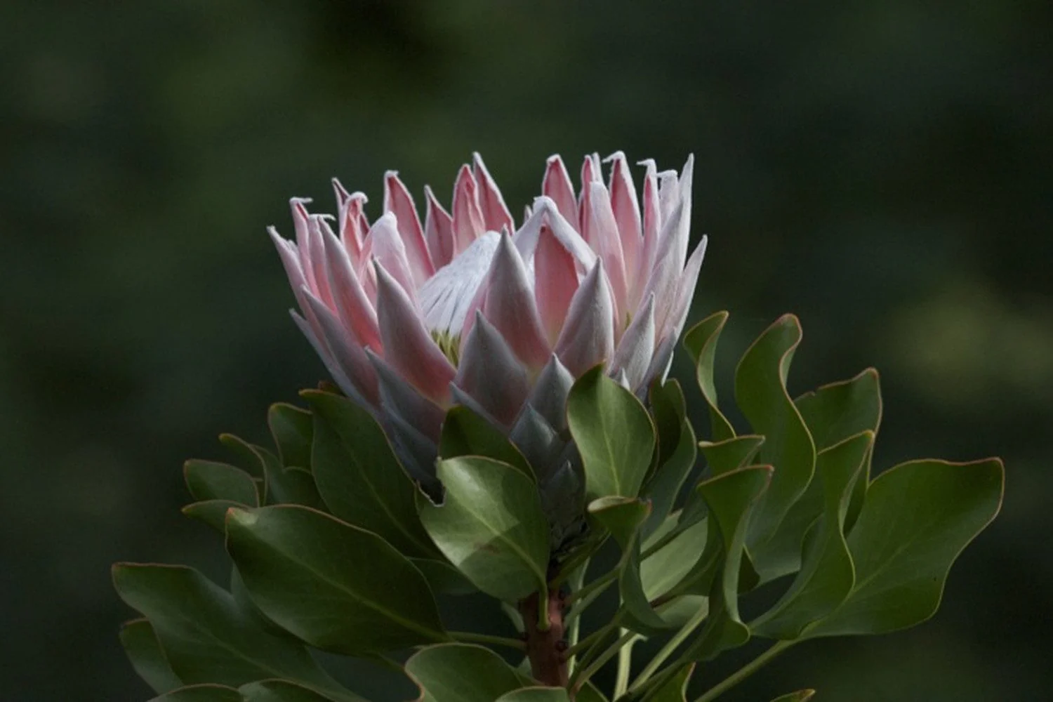 SAFLAX Blumensamen Königsprotea Protea cynaroides