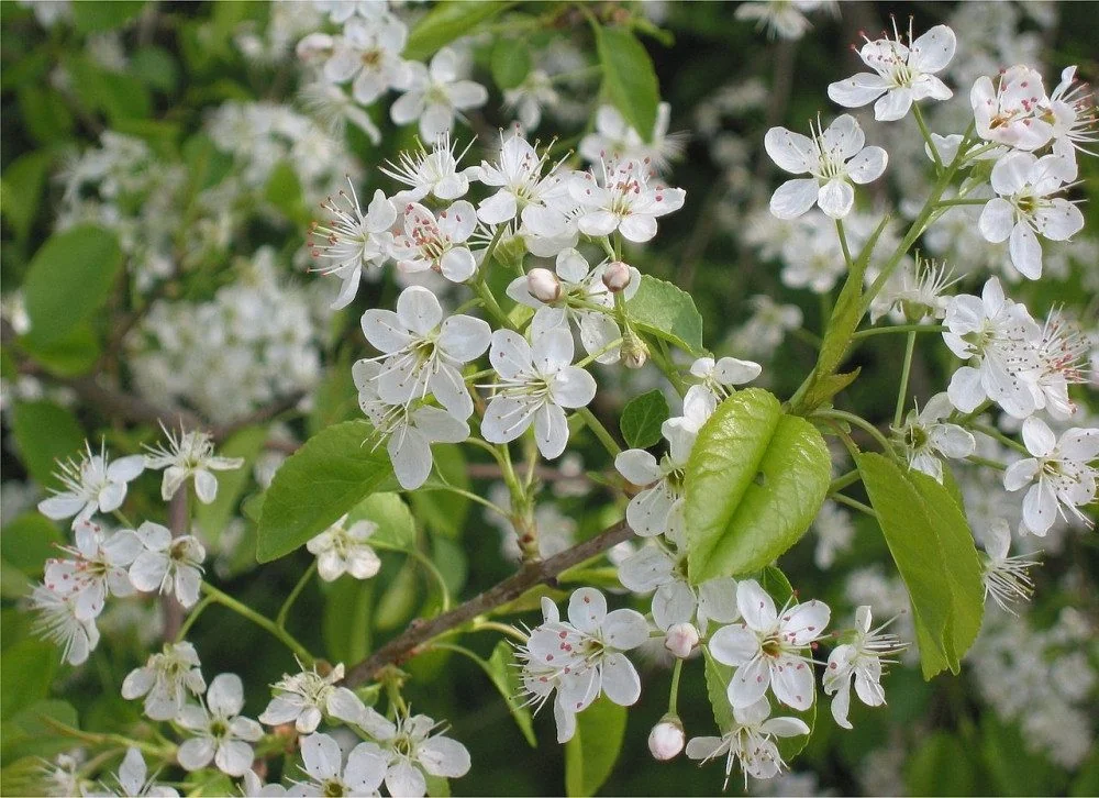 SAFLAX Blumensamen Felsenkirsche