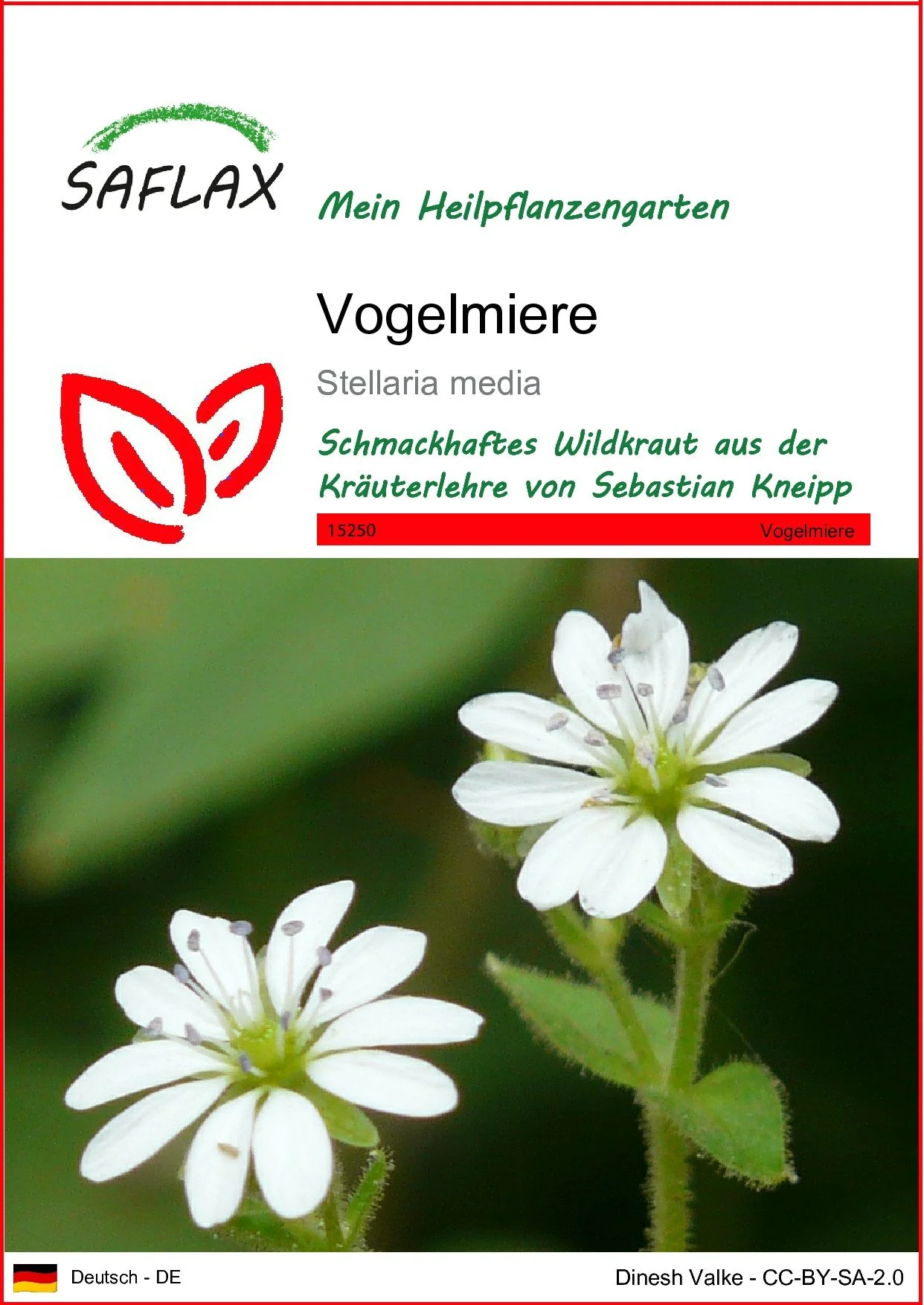 SAFLAX Vogelmiere Blumensamen