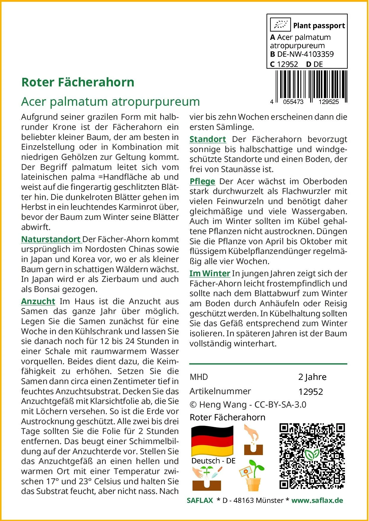 SAFLAX Blumensamen Roter Fächerahorn