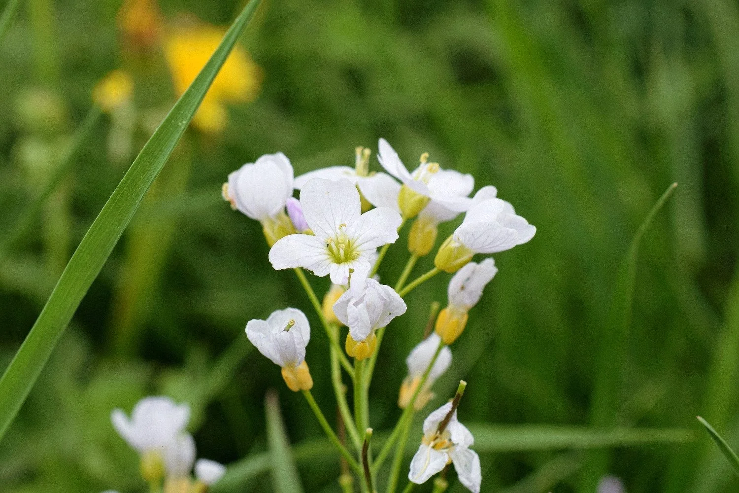 SAFLAX Wiesenschaumkraut Blumensamen