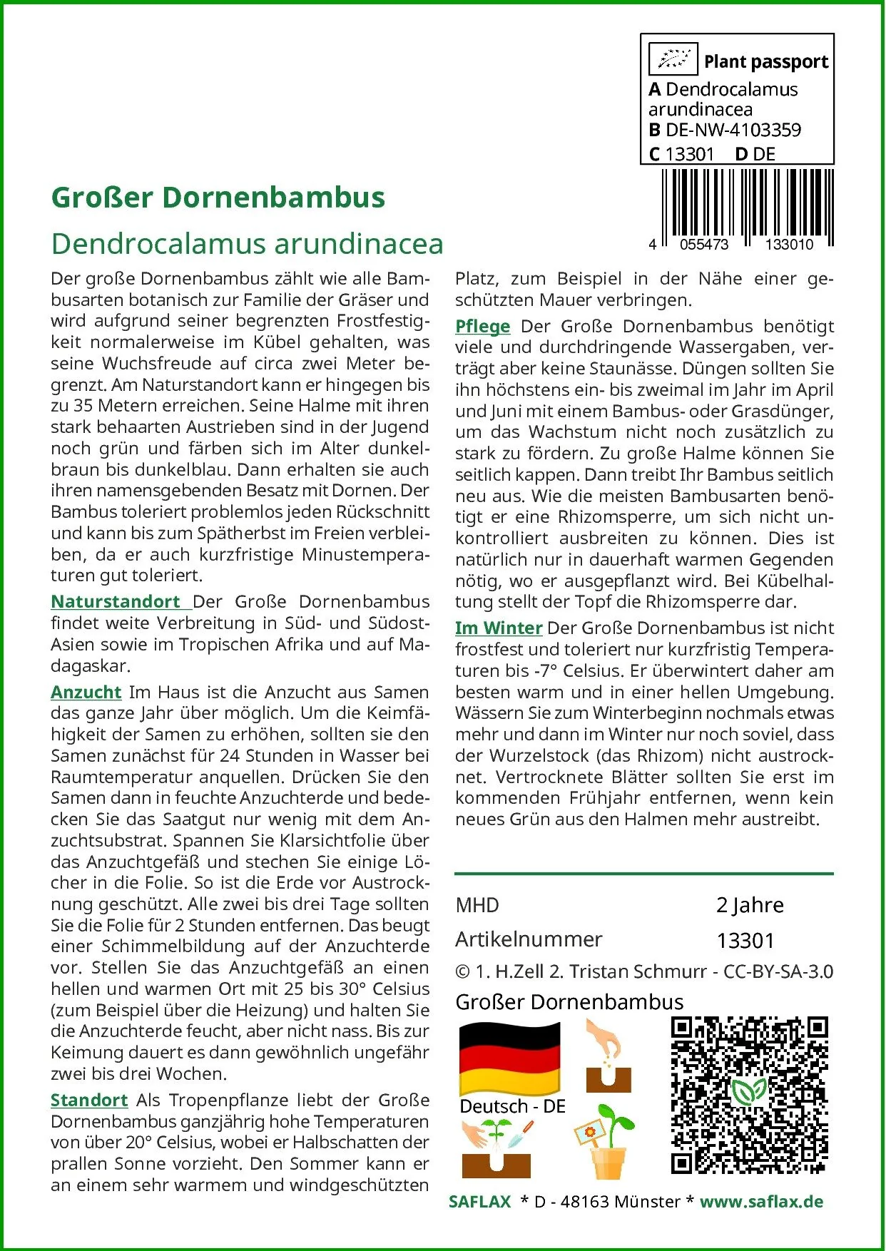 SAFLAX Samen Großer Dornenbambus Bambussamen