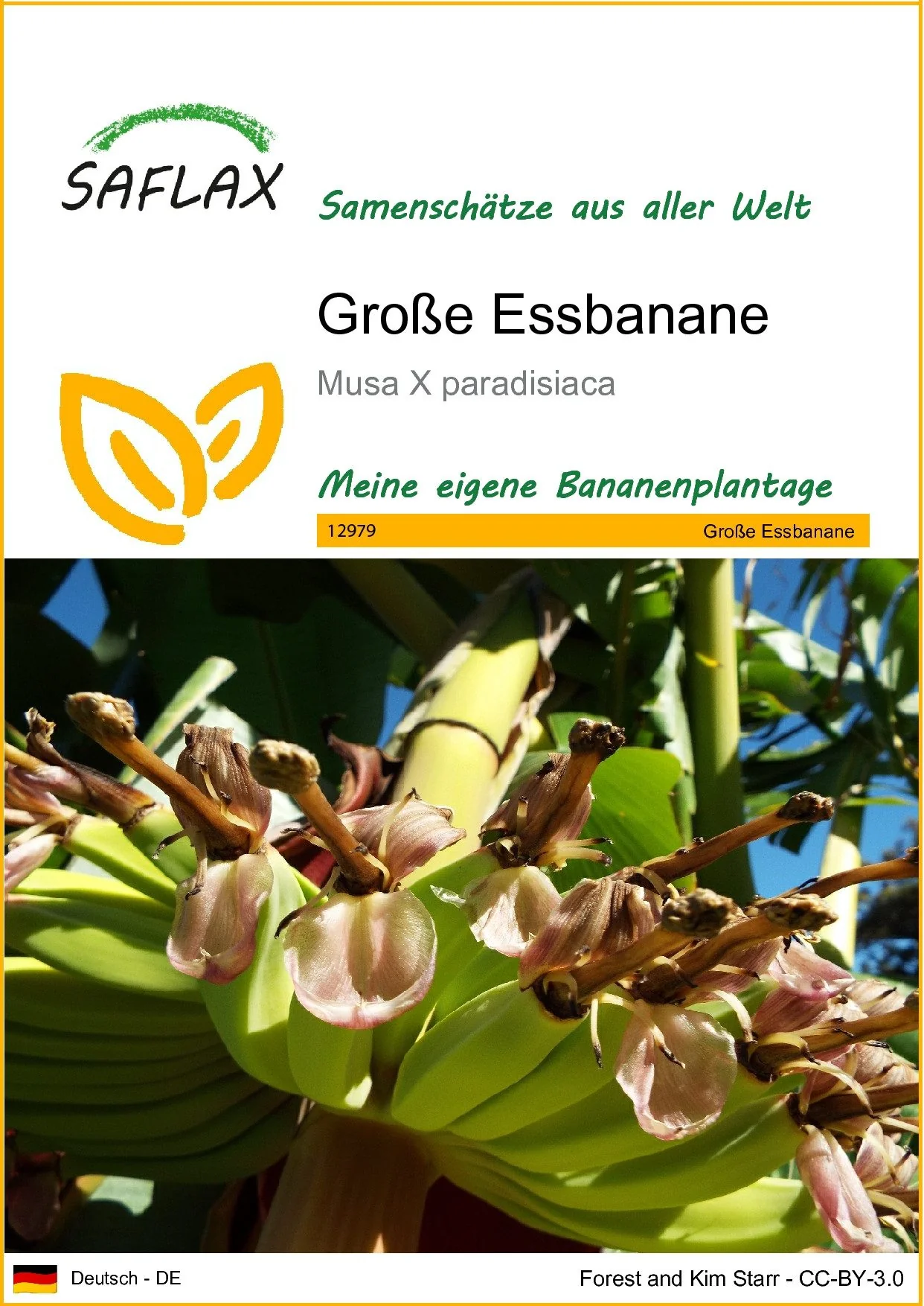 SAFLAX Samen Große Essbanane Musa Bananenpflanze