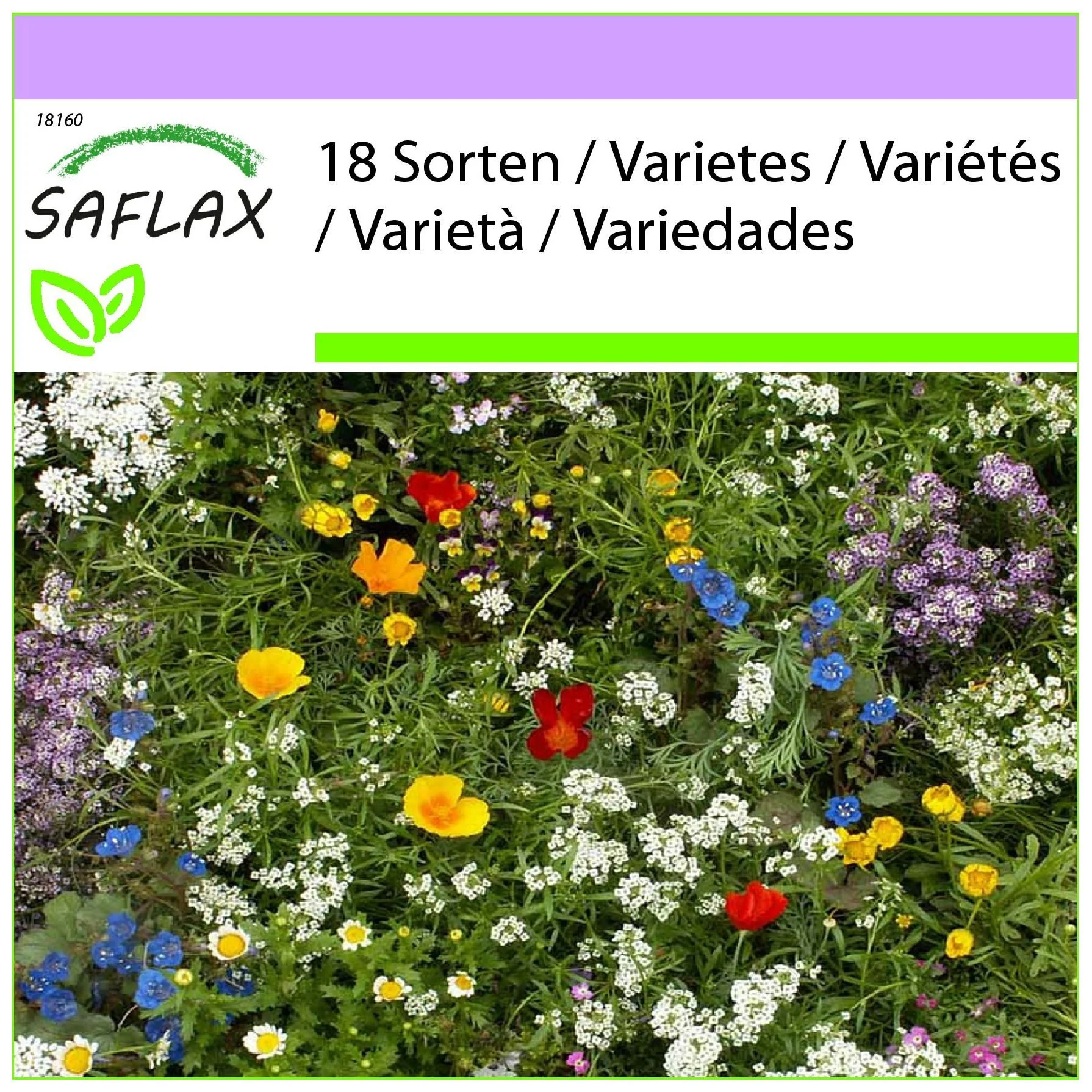 SAFLAX Blumensamen Kleine Gartenzwerge