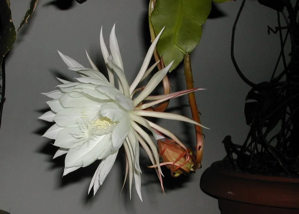 SAFLAX Blumensamen Königin der Nacht