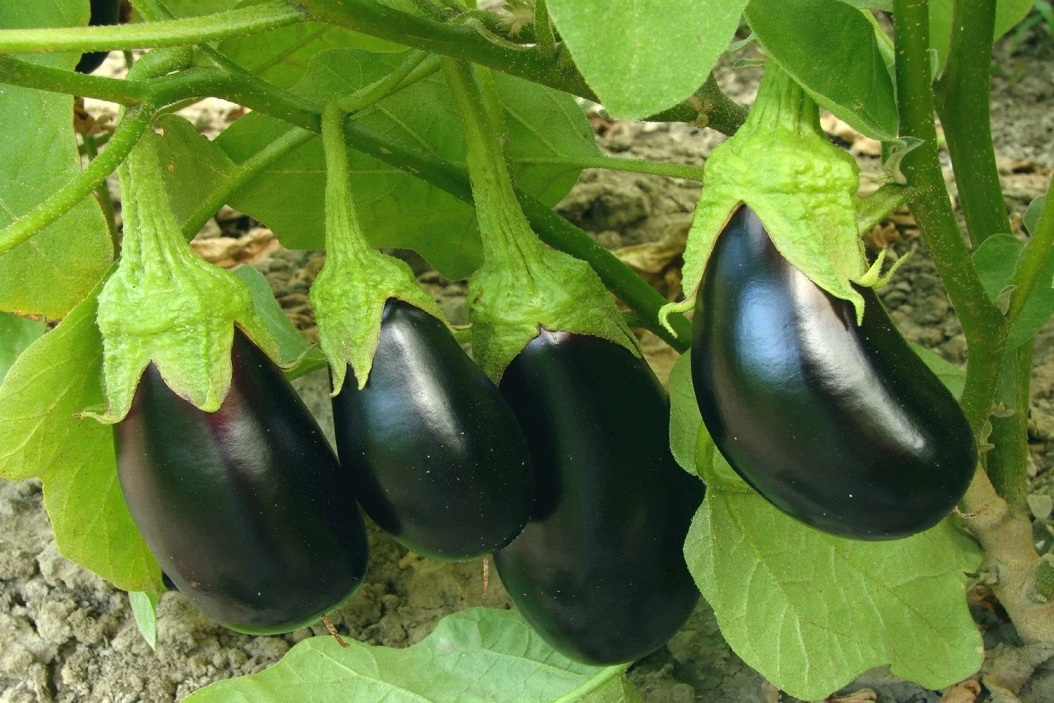 SAFLAX Bio Aubergine Black Beauty Saatgut Gemüsesamen