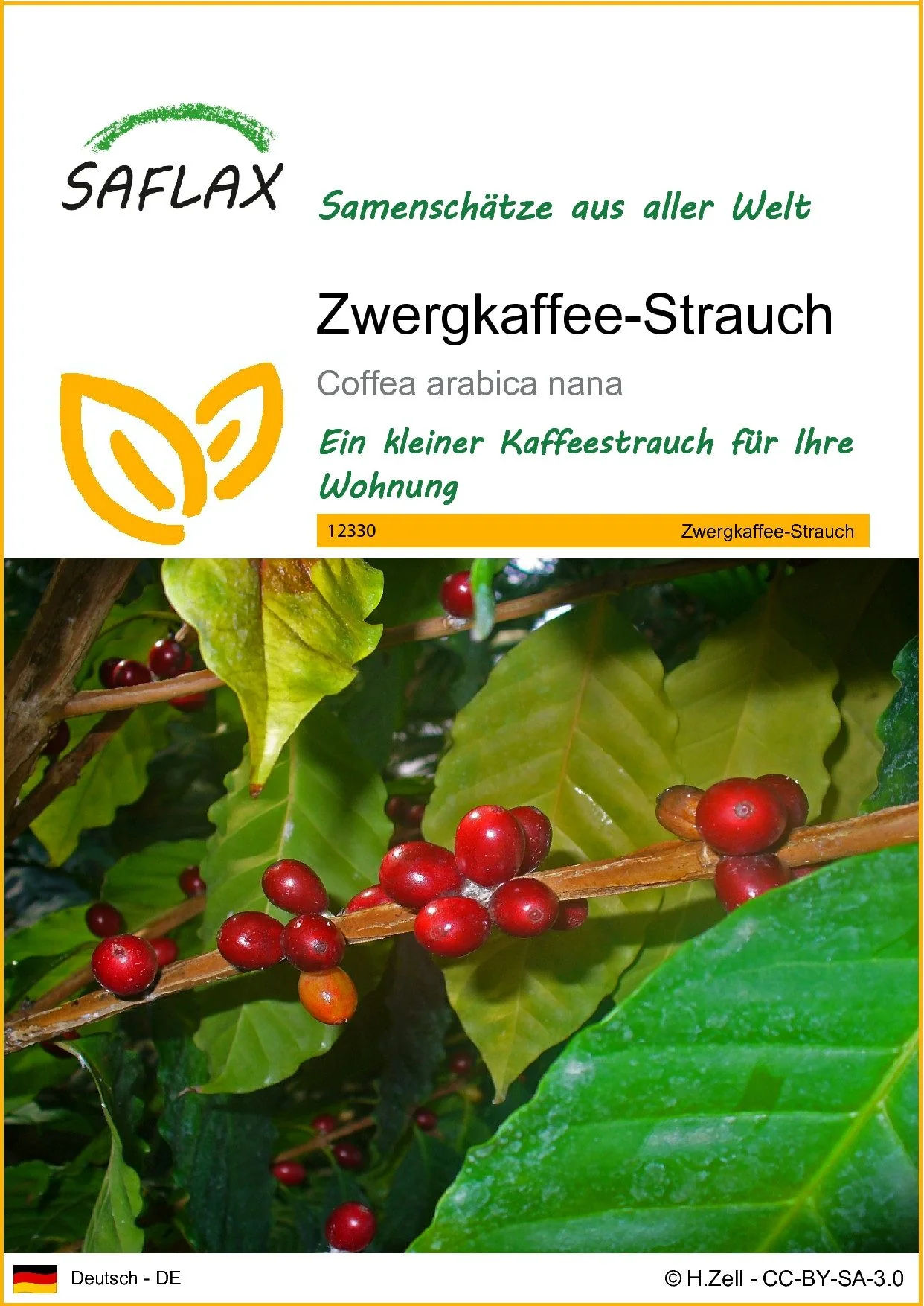 SAFLAX Zwergkaffee-Strauch Samen Zimmerpflanze