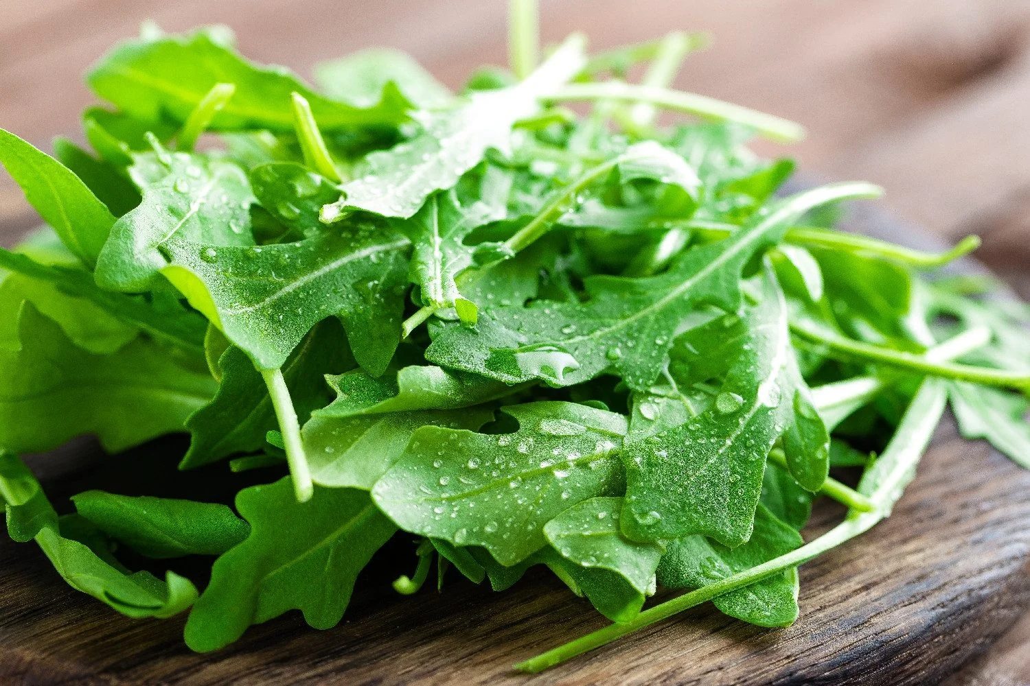 SAFLAX Bio Rucola Gemüsesamen