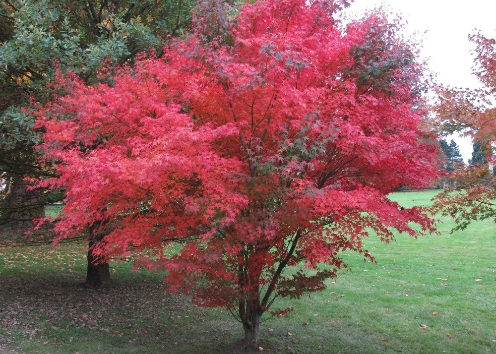 SAFLAX Blumensamen Roter Fächerahorn