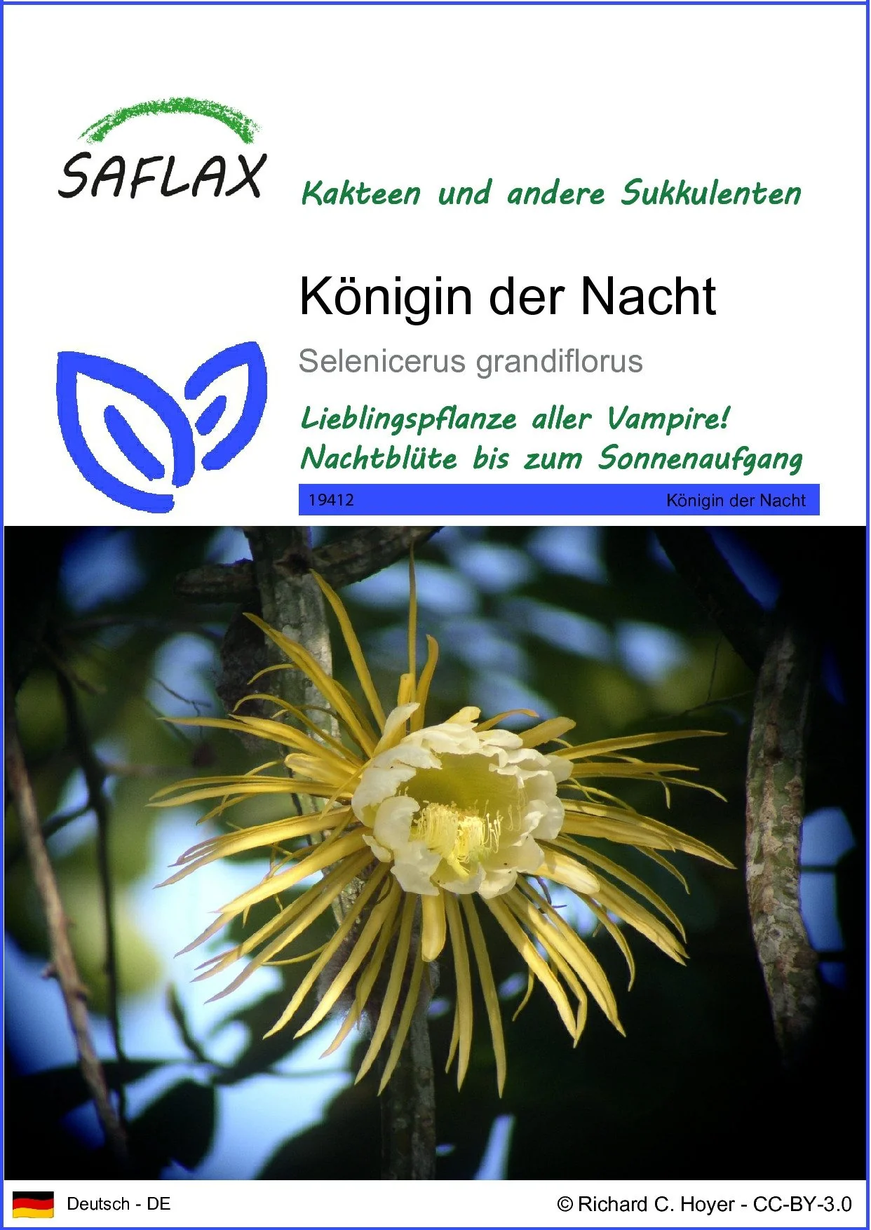 SAFLAX Blumensamen Königin der Nacht