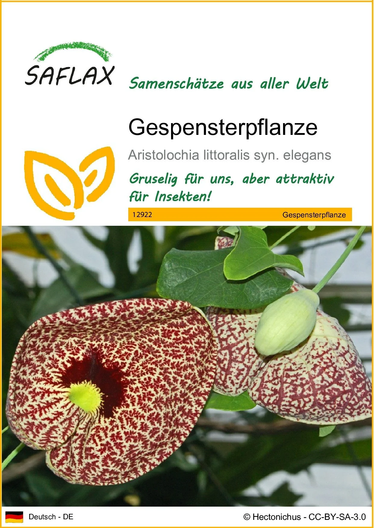 SAFLAX Gespensterpflanze Blumensamen