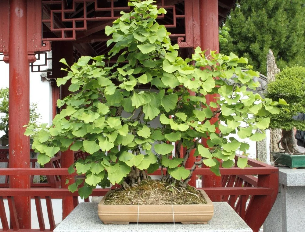SAFLAX Ginkgo Samen Blumensamen