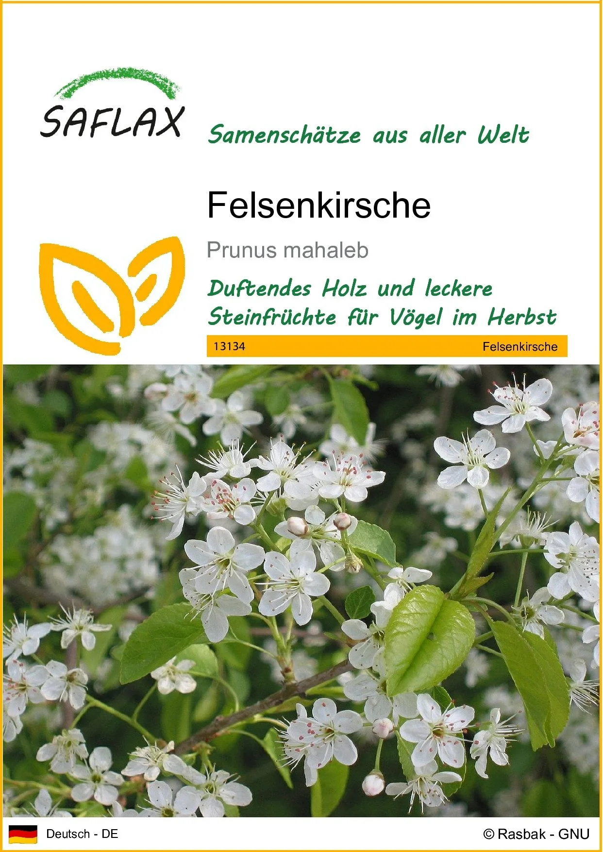 SAFLAX Blumensamen Felsenkirsche
