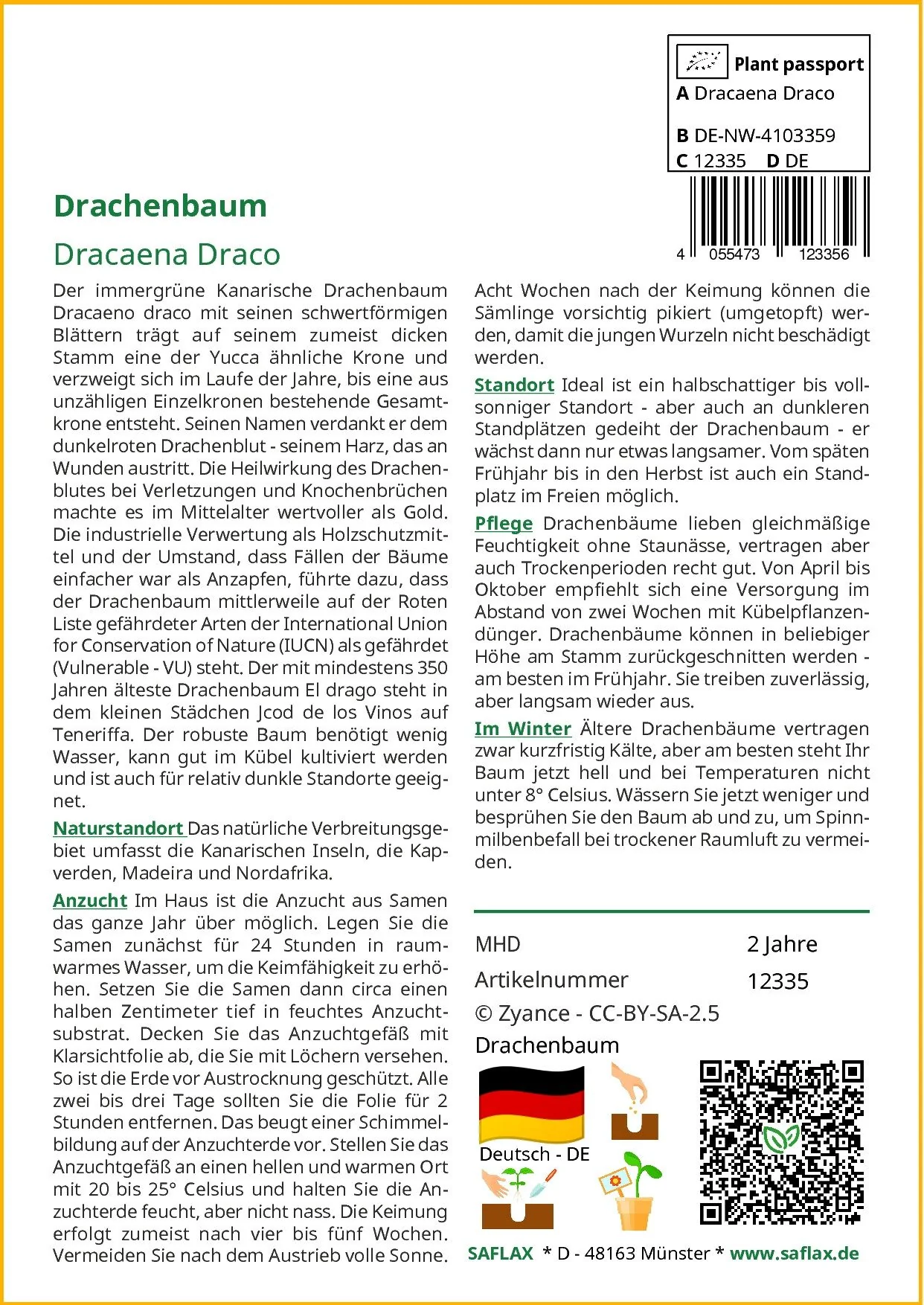 SAFLAX Drachenbaum Dracaena Blumensamen