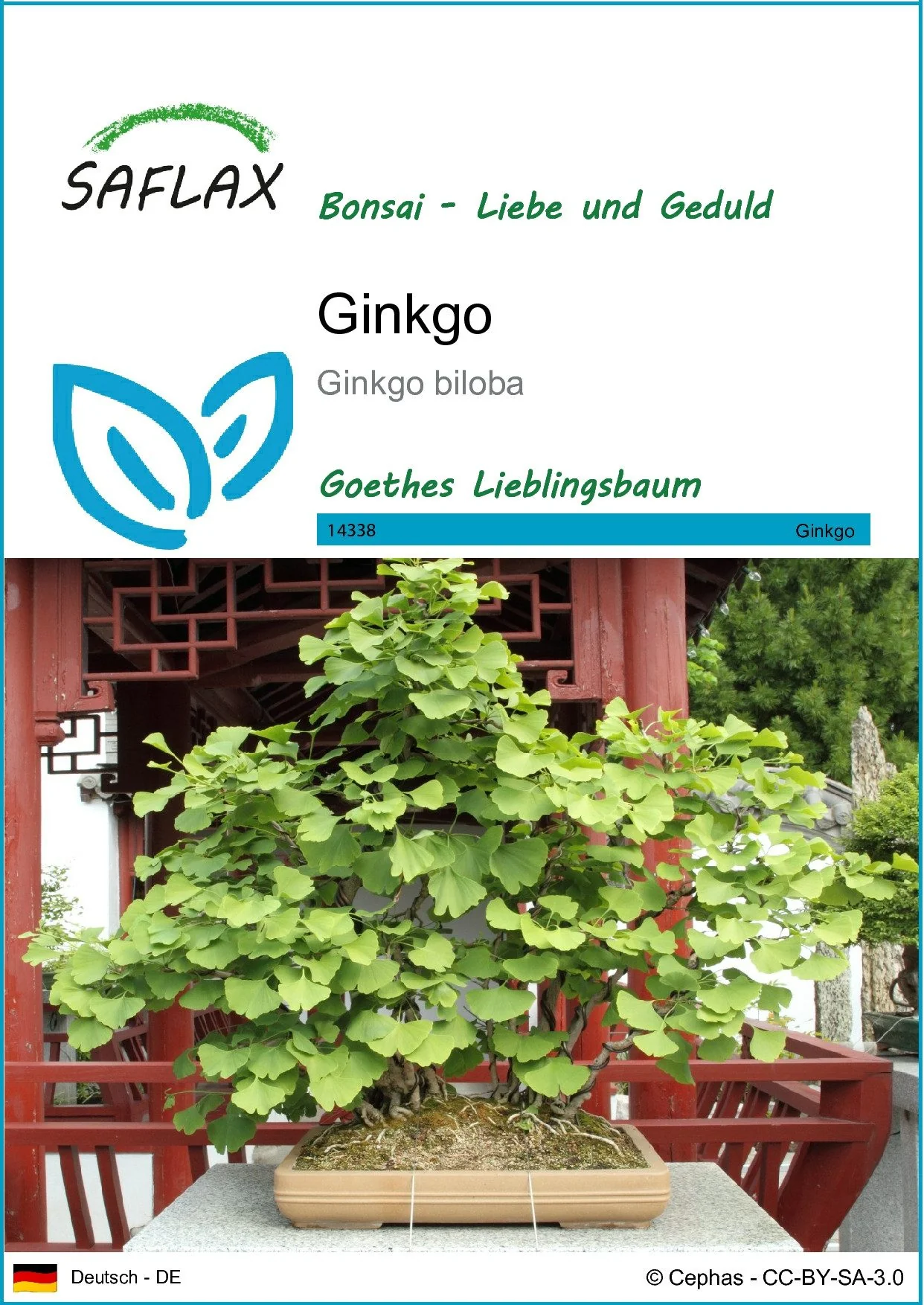 SAFLAX Ginkgo Samen Blumensamen