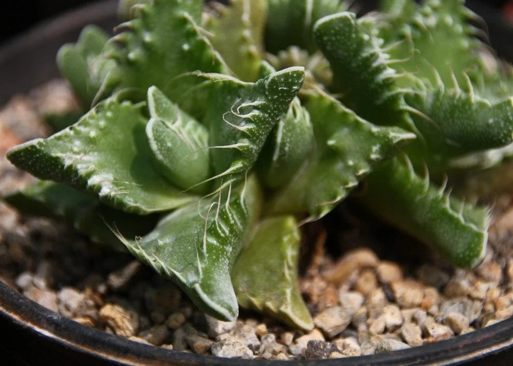 SAFLAX Blumensamen Echter Tigerrachen Saatgut