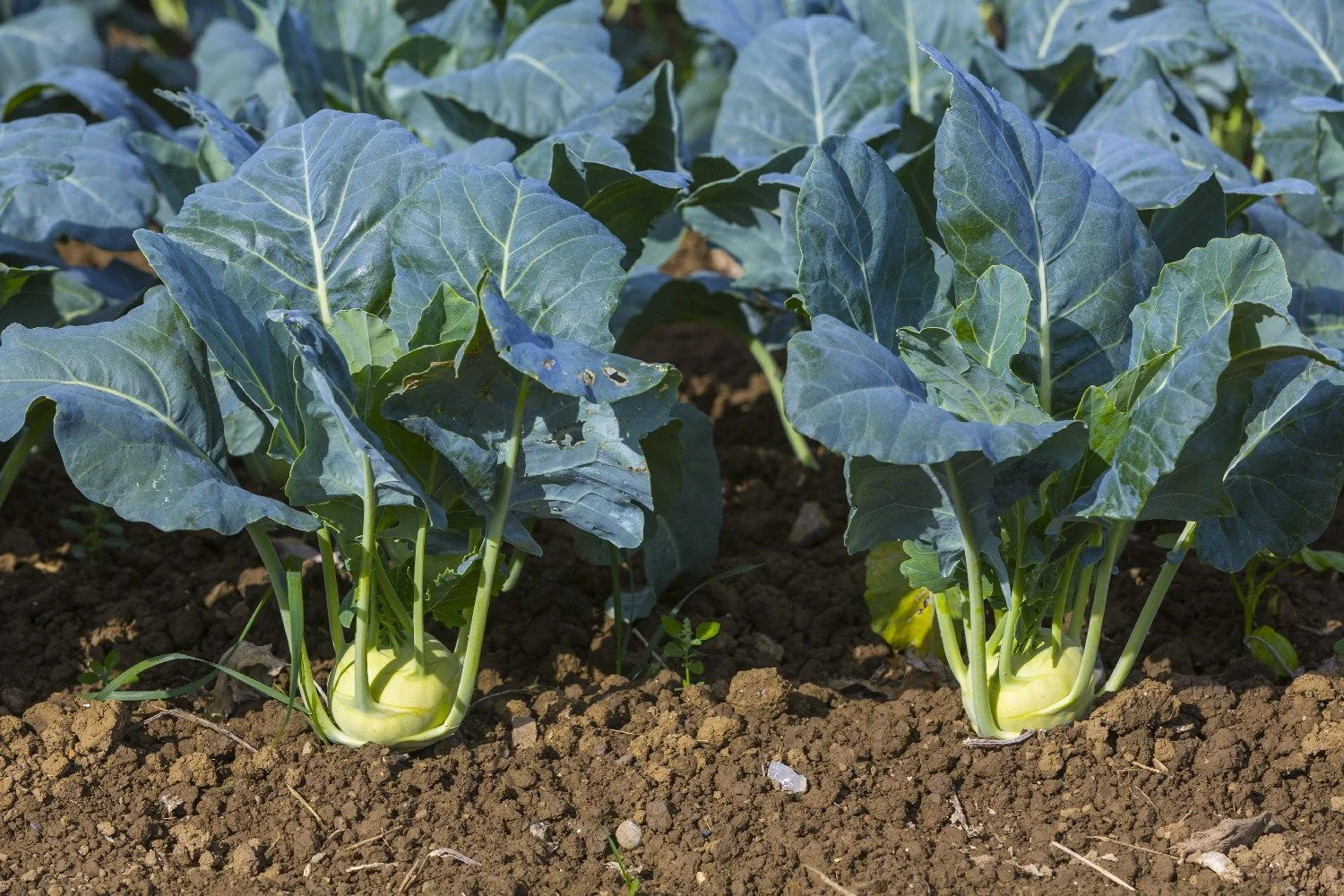 SAFLAX Bio-Kohlrabi Superschmelz Gemüsesamen
