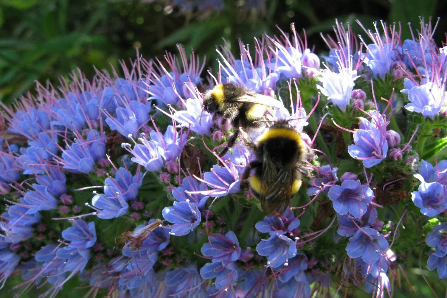 SAFLAX Blauer Natternkopf Samen Echium vulgare