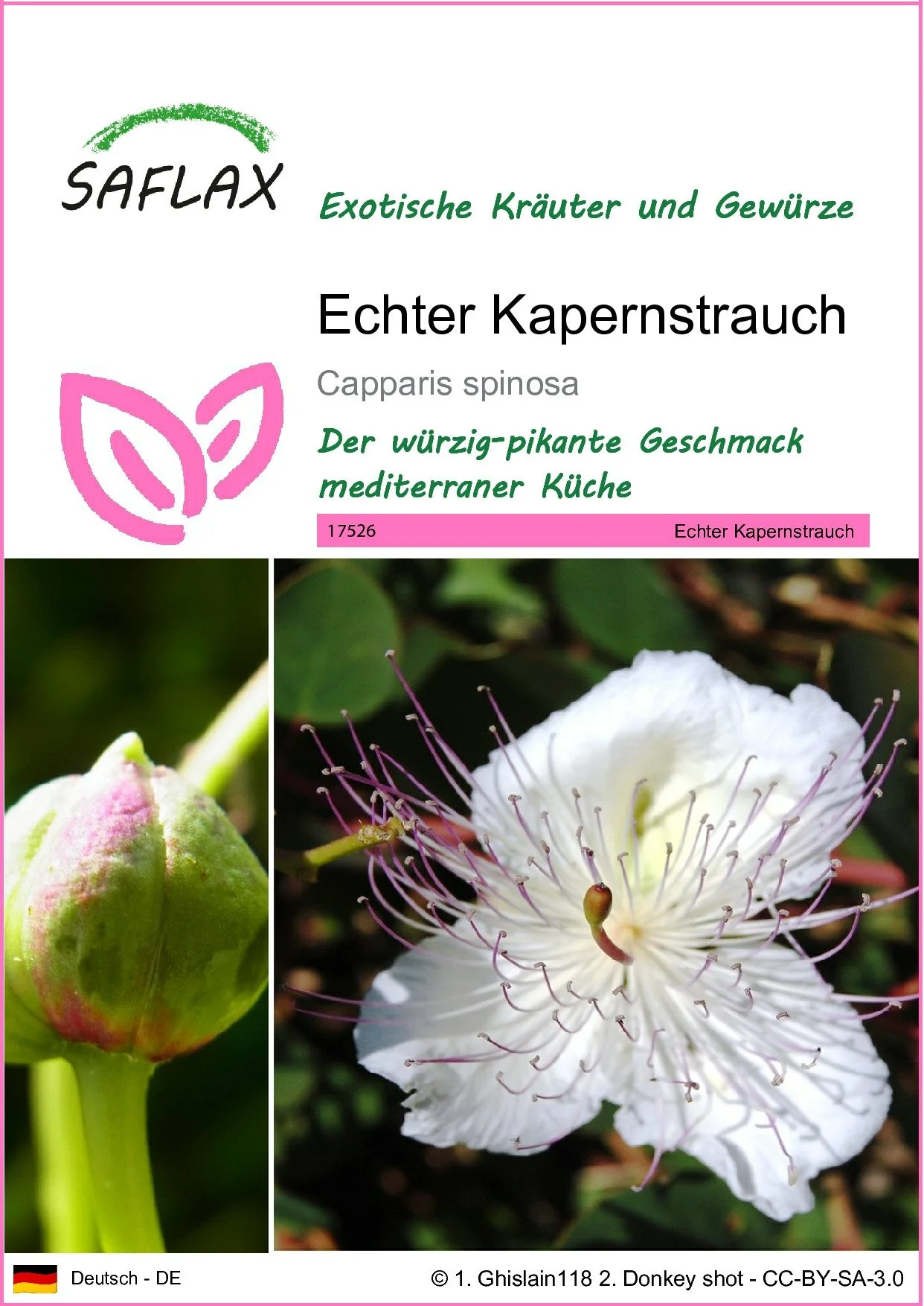 SAFLAX Kräutersamen Echter Kapernstrauch Saatgut