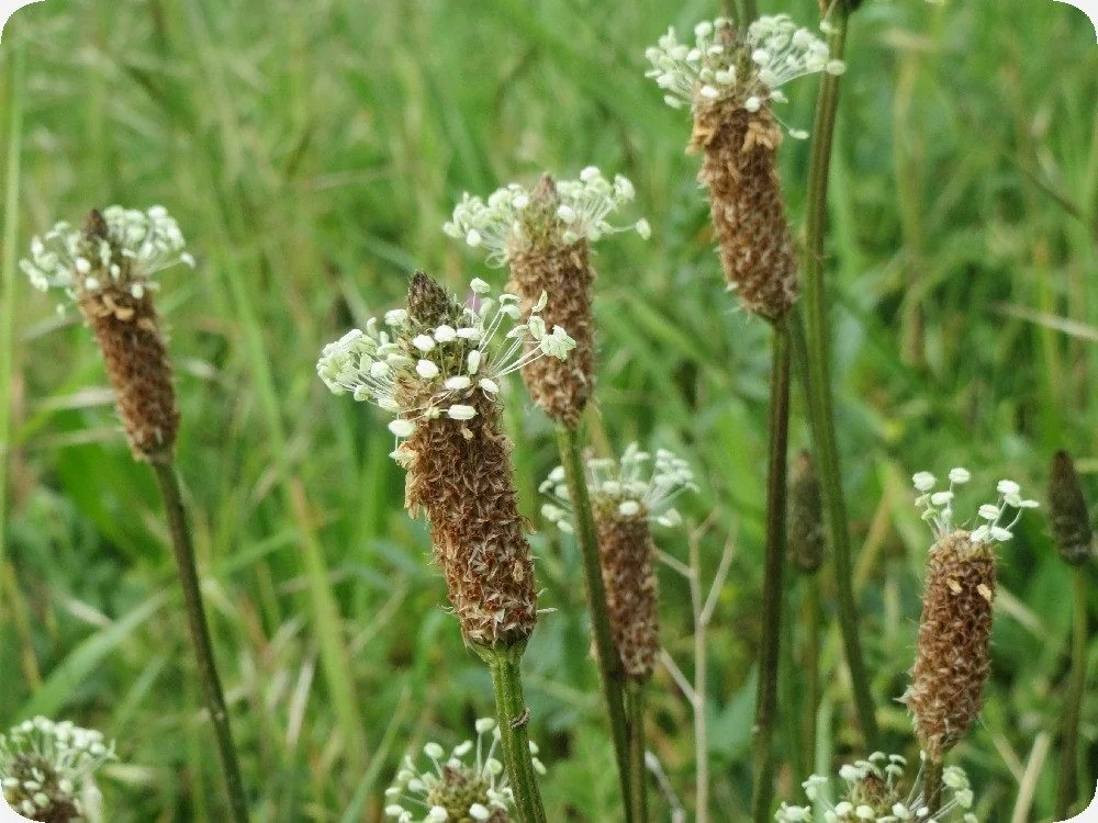 SAFLAX Samen Spitzwegerich Blumensamen Plantago lanceolata
