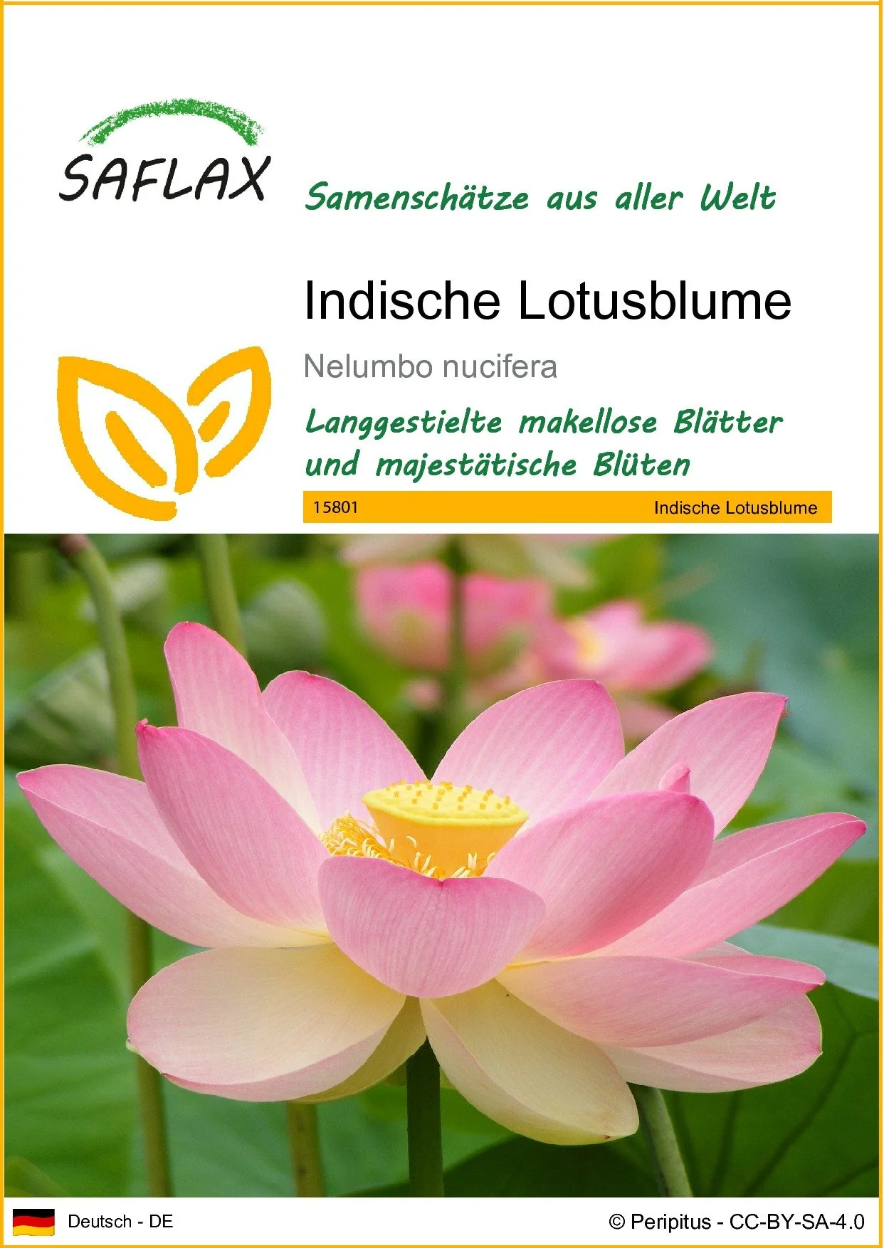 SAFLAX Blumensamen Indische Lotusblume