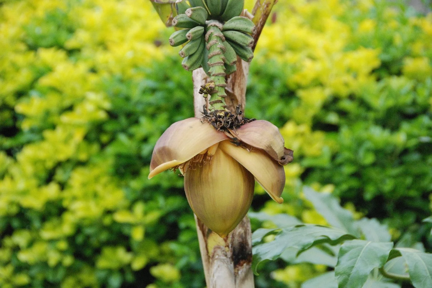 SAFLAX Samen Große Essbanane Musa Bananenpflanze