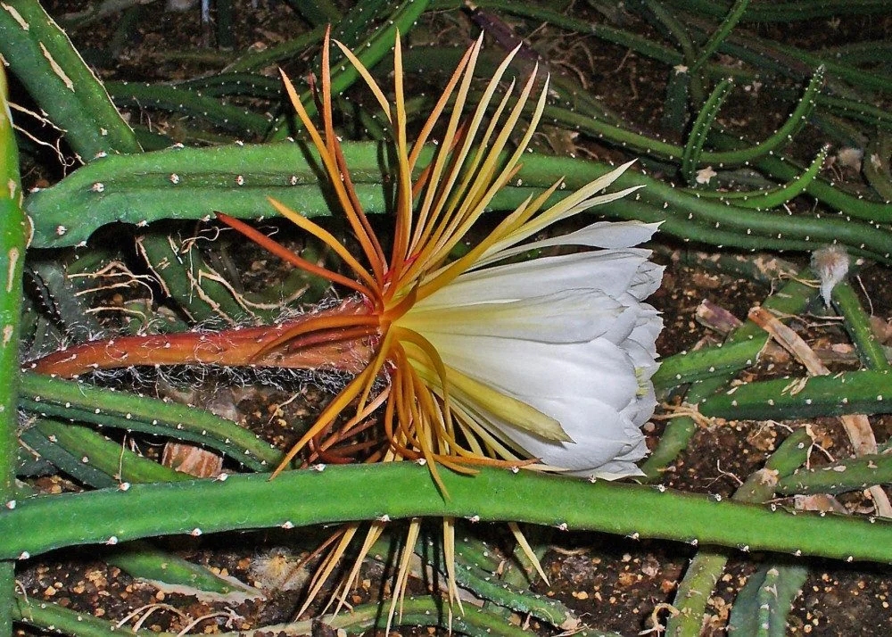 SAFLAX Blumensamen Königin der Nacht