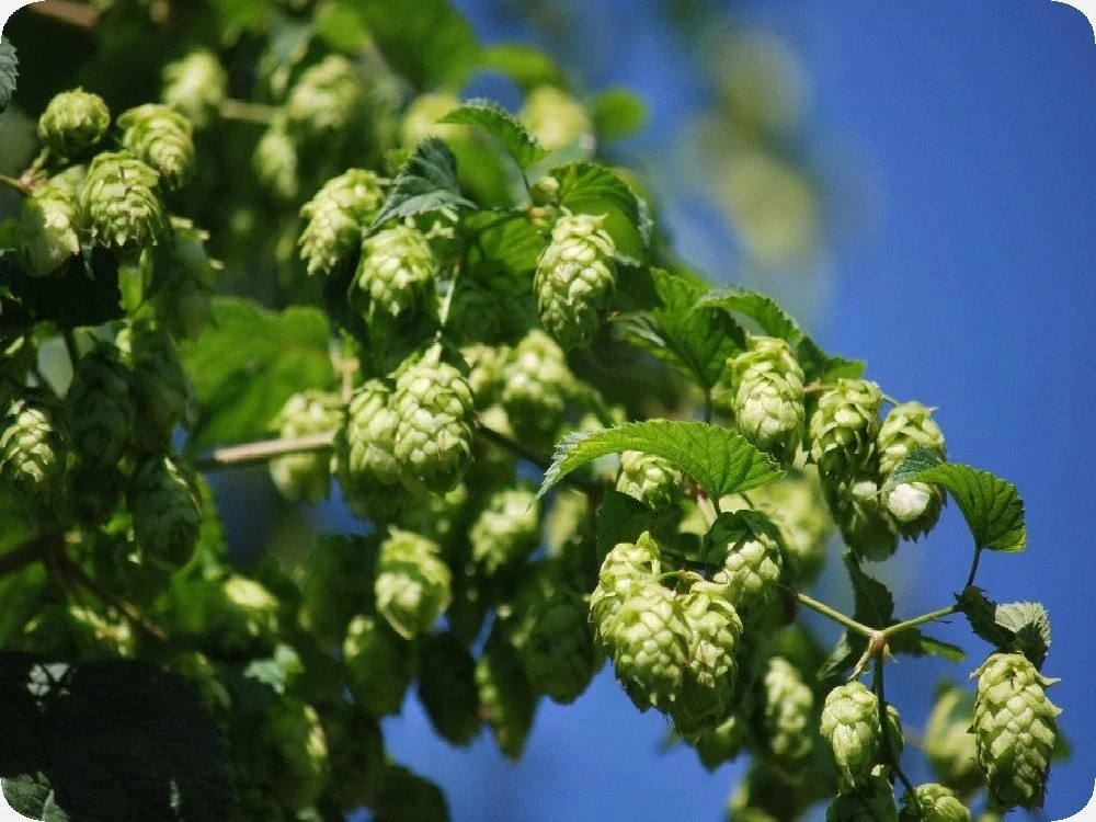 SAFLAX Blumensamen Echter Hopfen Kletterpflanze
