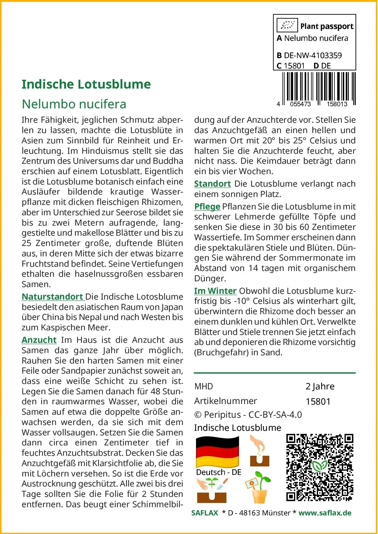 SAFLAX Blumensamen Indische Lotusblume