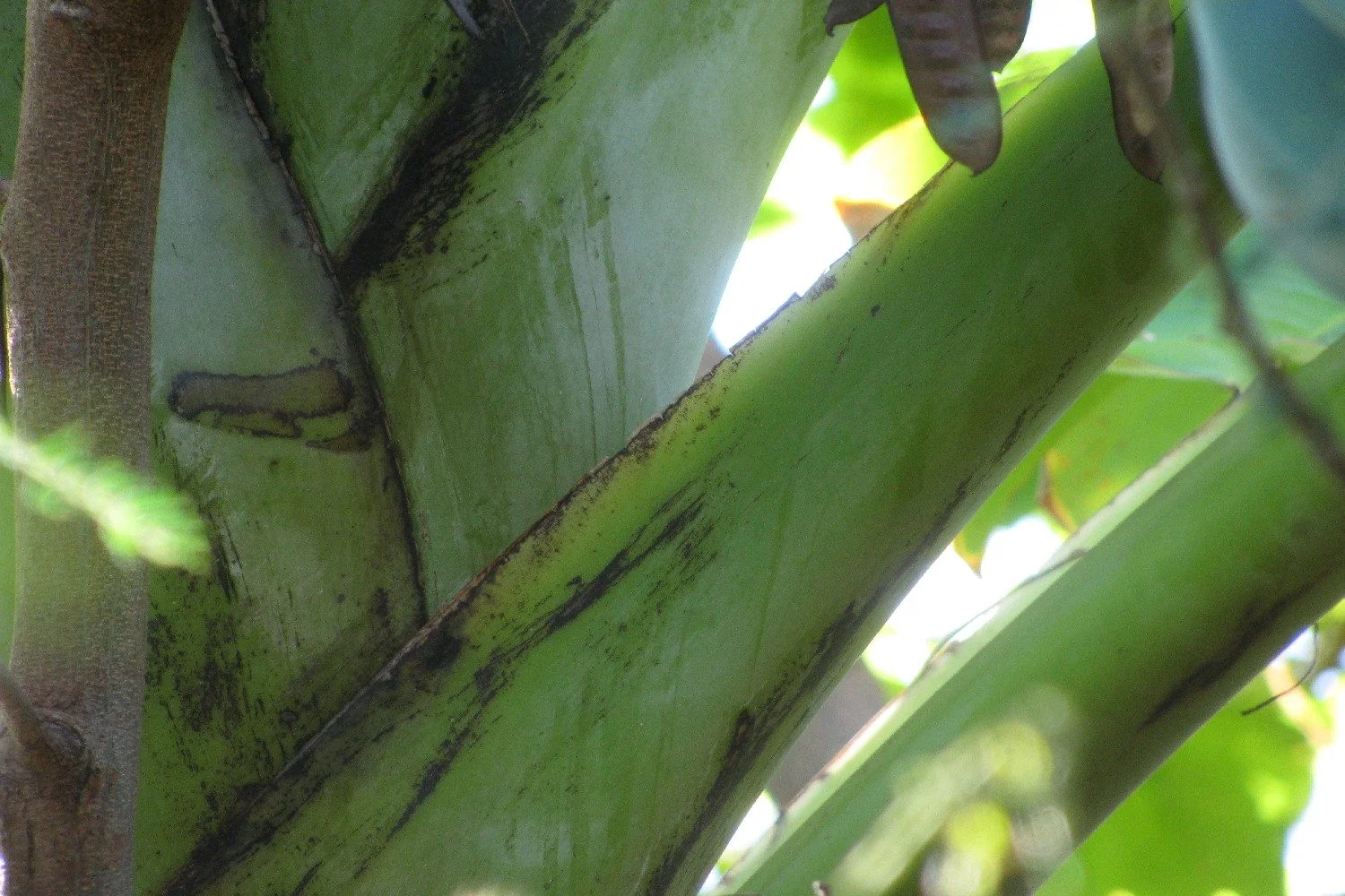 SAFLAX Samen Große Essbanane Musa Bananenpflanze