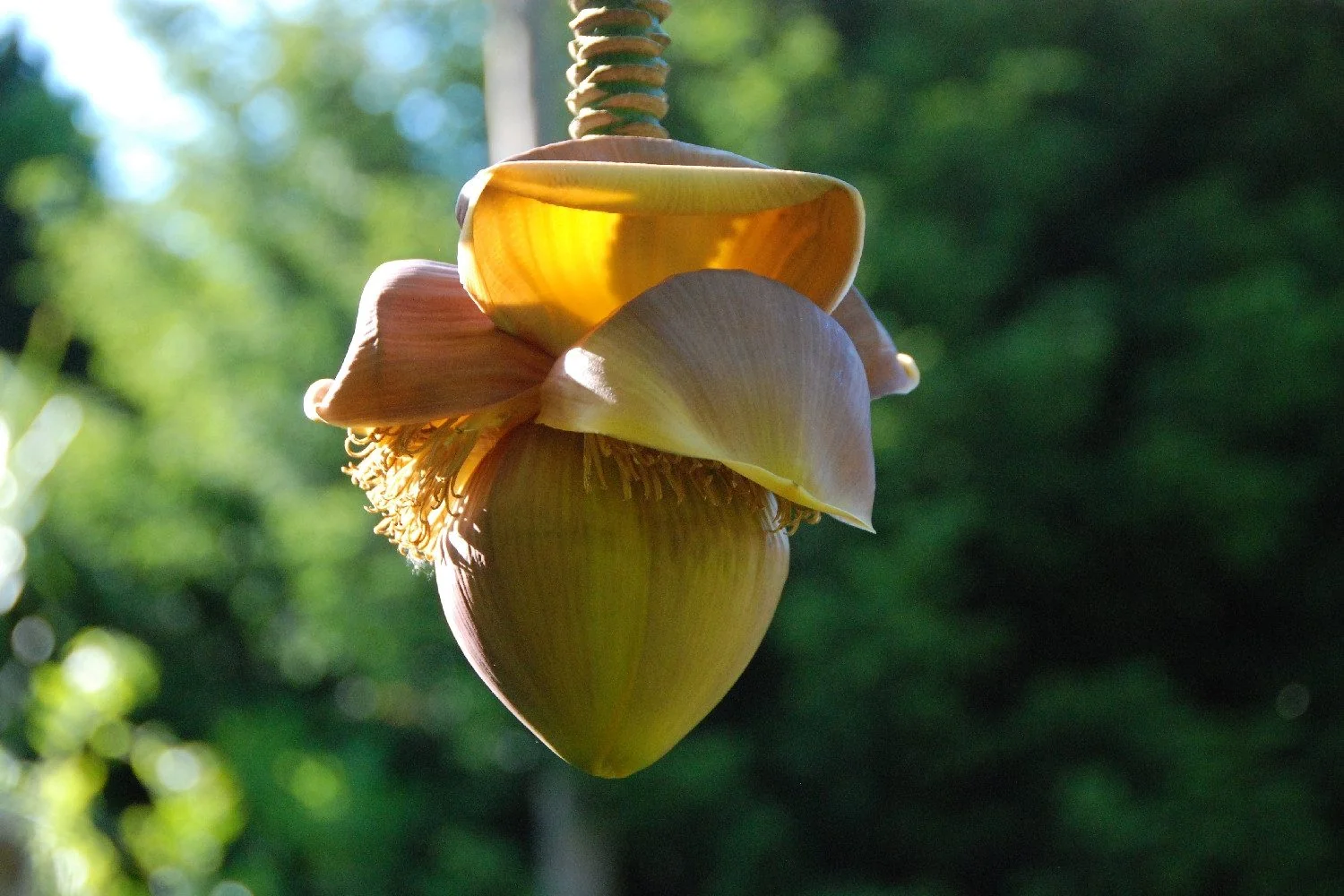 SAFLAX Samen Große Essbanane Musa Bananenpflanze
