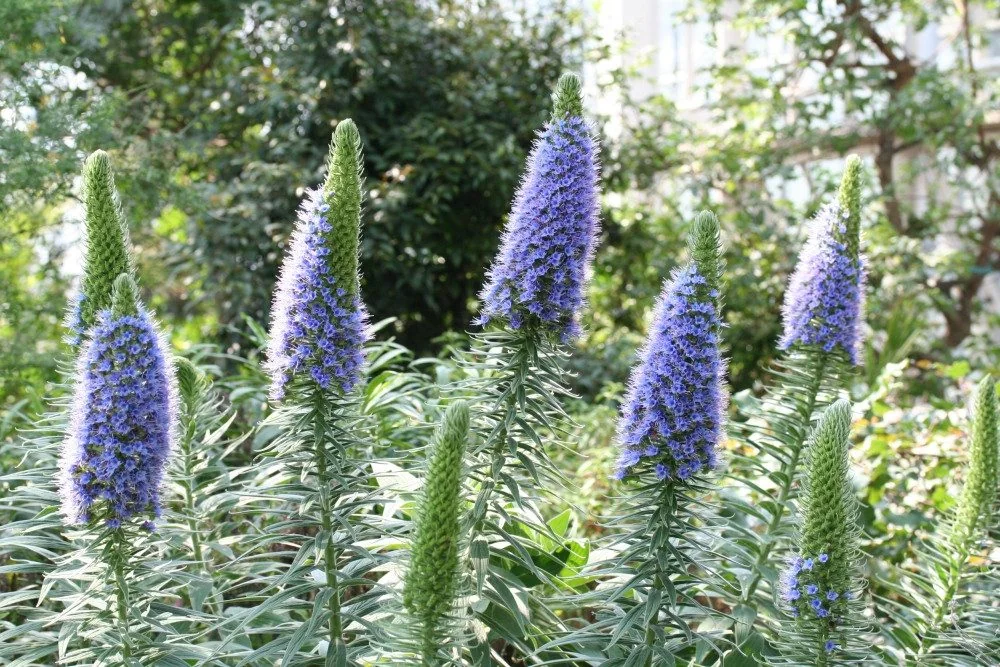 SAFLAX Blauer Natternkopf Samen Echium vulgare