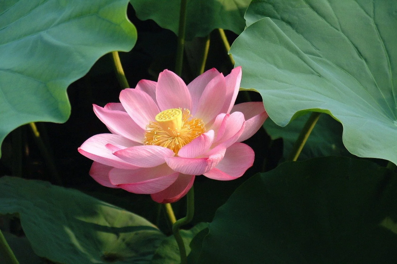 SAFLAX Blumensamen Indische Lotusblume