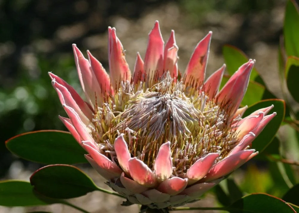 SAFLAX Blumensamen Königsprotea Protea cynaroides