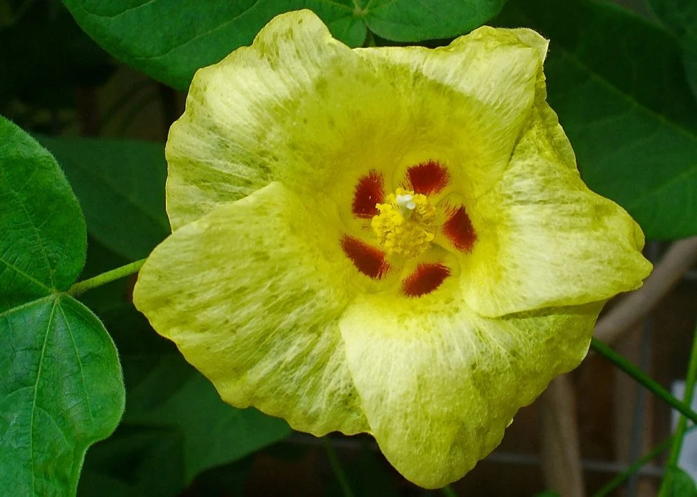 SAFLAX Topfbaumwolle Saatgut Blumensamen