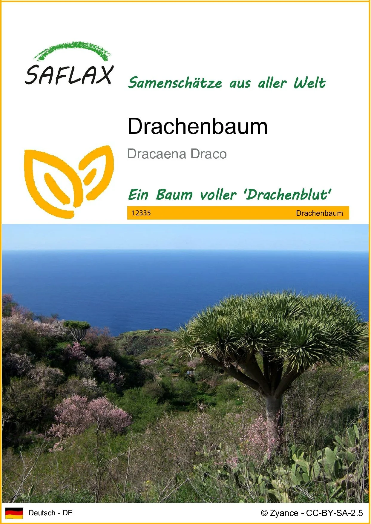 SAFLAX Drachenbaum Dracaena Blumensamen