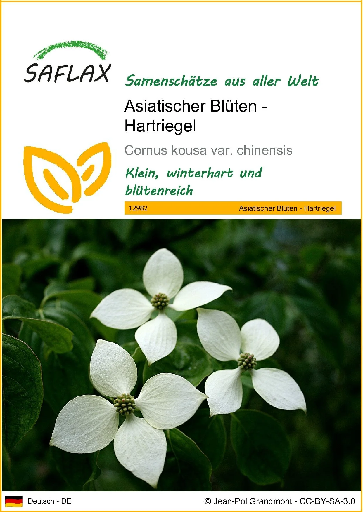 SAFLAX Blumensamen Asiatischer Blütenhartriegel