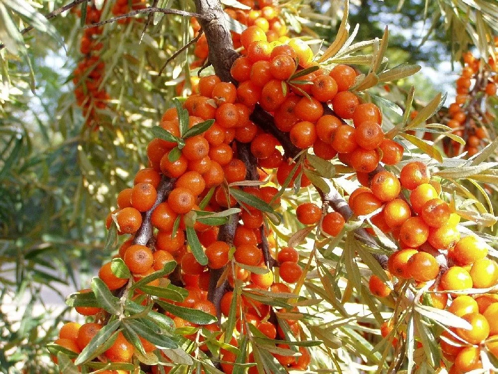 SAFLAX Sanddorn Samen Hippophae rhamnoides Saatgut